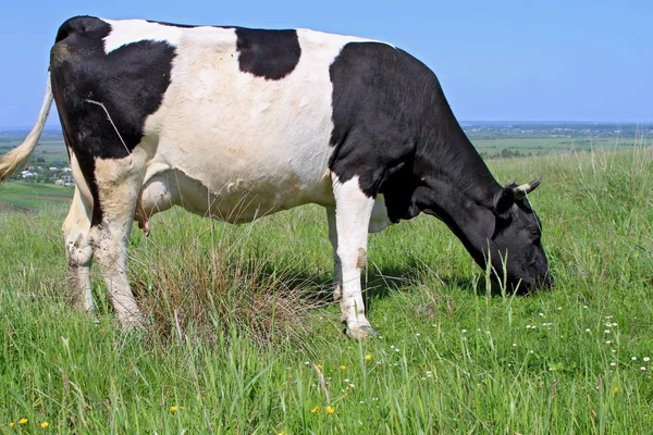 stock image Cow on a summer pasture