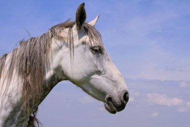 Başını gökyüzüne karşı bir at