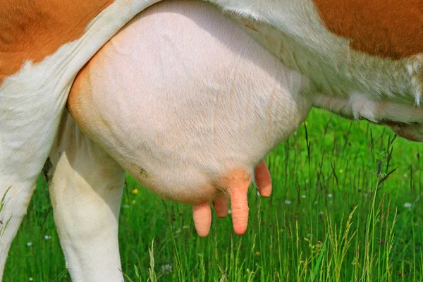 Udder av en ung ko — Stockfoto