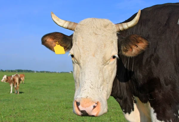 Κεφάλι του μια αγελάδα κατά ένα λιβάδι — Φωτογραφία Αρχείου