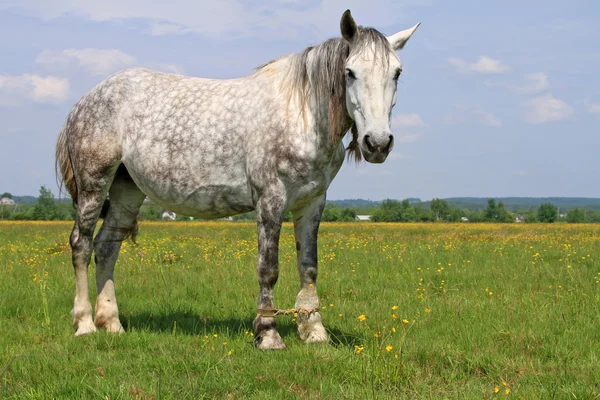 Häst på en sommar pasturee — Stockfoto
