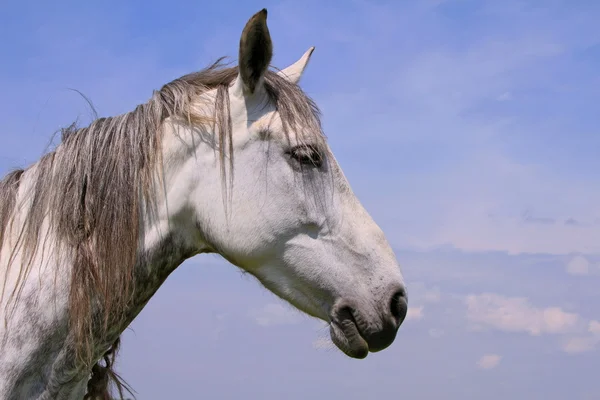 Testa di cavallo contro il cielo — Foto Stock