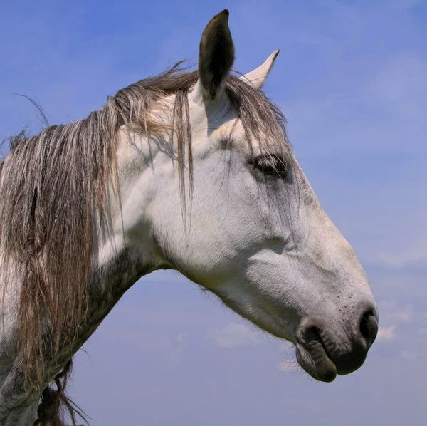 stock image Head of a horse against the sky