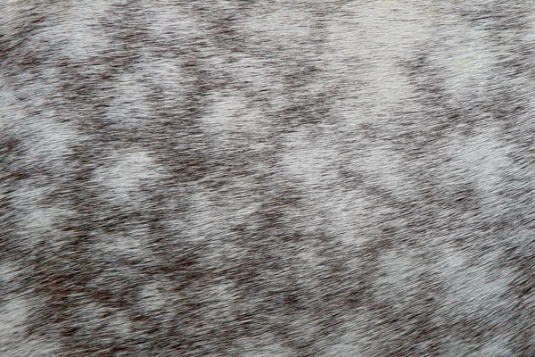 Фрагмент кожи лошади — стоковое фото