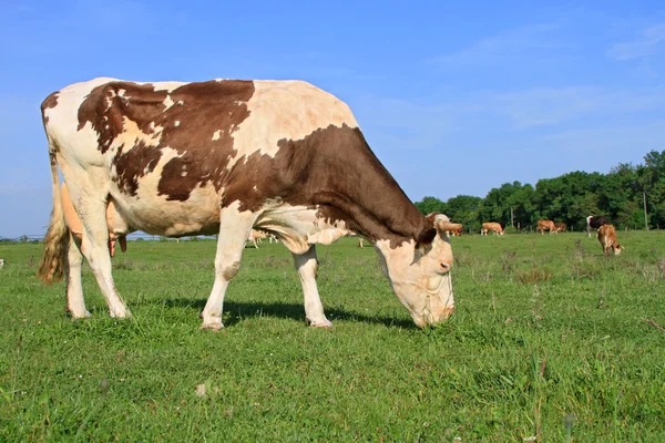 Ko på sommarbetesmark — Stockfoto