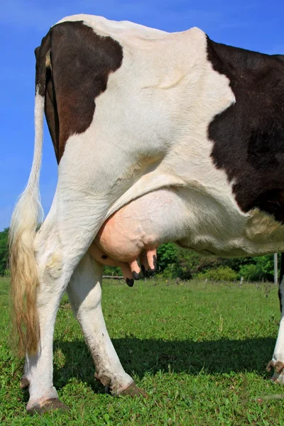 Вымя молодой коровы — стоковое фото