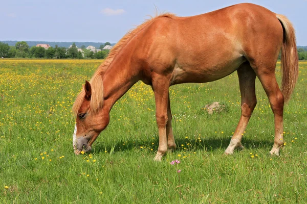 Άλογο σε ένα καλοκαίρι pasturee — Φωτογραφία Αρχείου