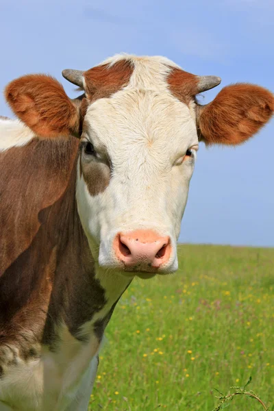 牧场对小牛的头 — 图库照片