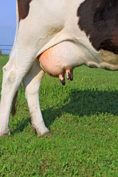 Udder egy fiatal tehén — Stock Fotó