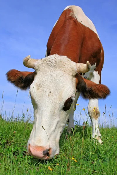 Корова на летнем пастбище — стоковое фото