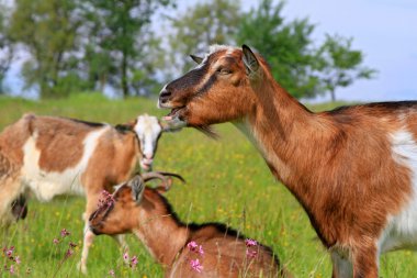 Goats on a summer pasture clipart