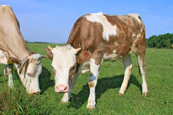 母亲在夏季牧场附近小牛 — 图库照片