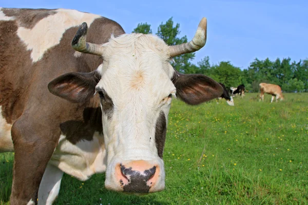 stock image Head of a cow against a pasture