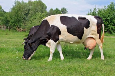 Cow on a summer pasture clipart