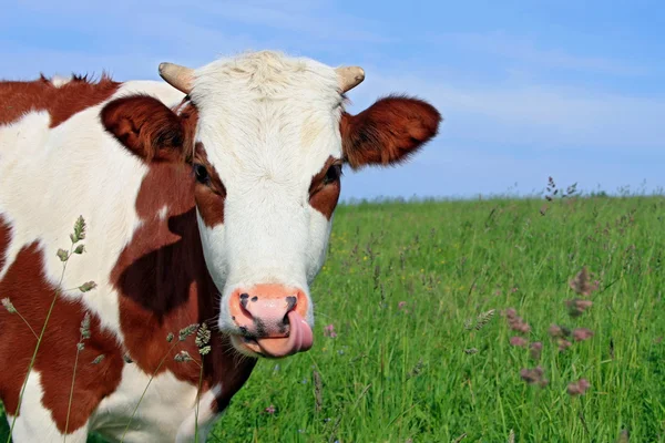 stock image Head of the calf against a pasture