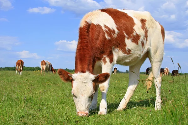 stock image The calf on a summer pasture.