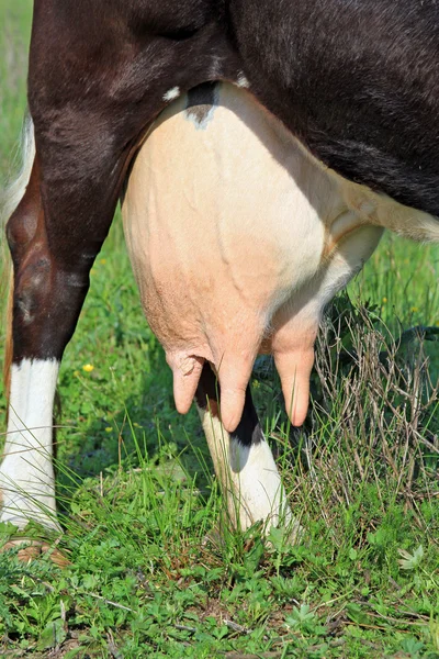 Udder de una vaca joven —  Fotos de Stock