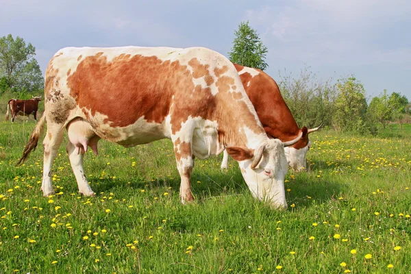 stock image Cow on a summer pasture