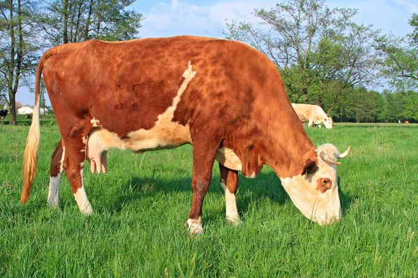 stock image Cow on a summer pasture