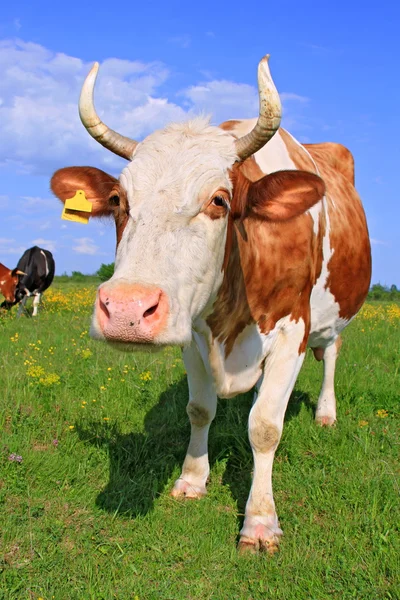 Корова на летнем пастбище — стоковое фото