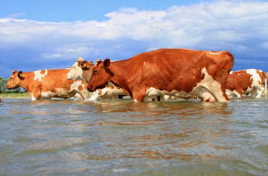 Cows ford small river. clipart