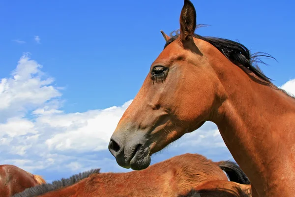 stock image Head of a horse against the sky.