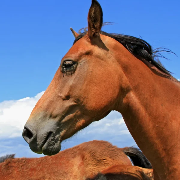 stock image Head of a horse against the sky.