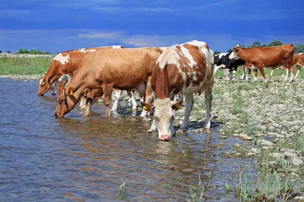 Koeien op een gieter plaats — Stockfoto