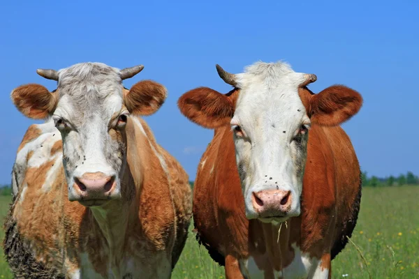 stock image Cows on a summer pasture