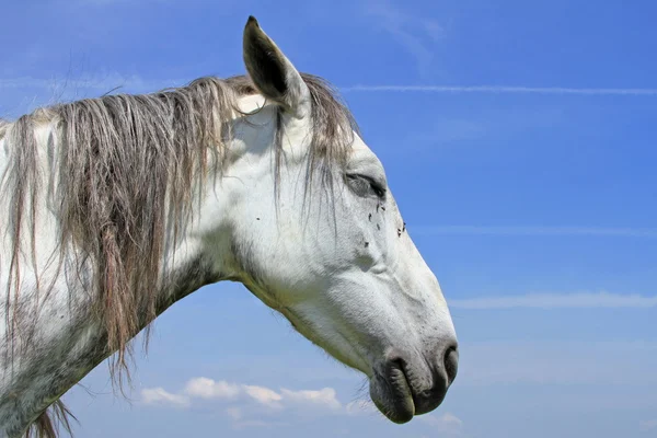 stock image Head of a horse against the sky.