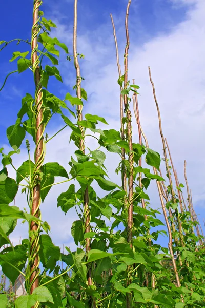 Young stalks of a string bean on poles — Stock Photo, Image