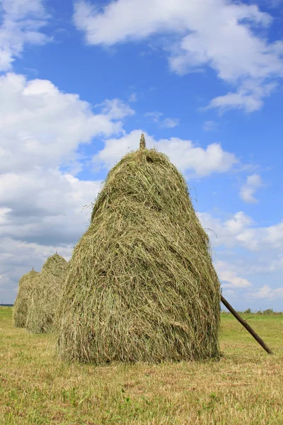 Hay in stapels — Stockfoto