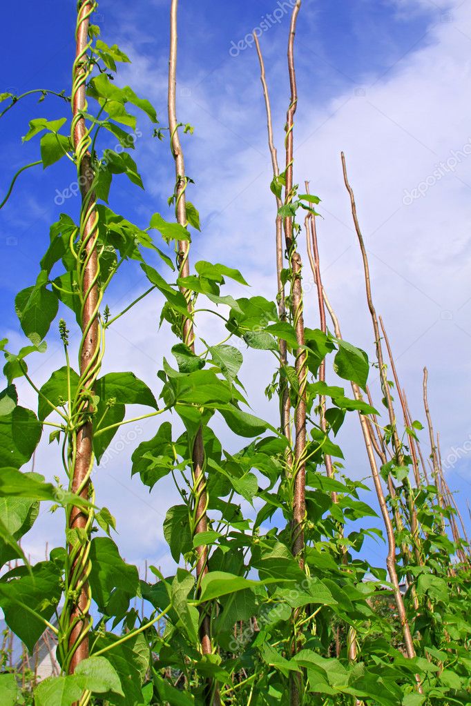 Young stalks of a string bean on poles Stock Photo by ©smereka 11190508