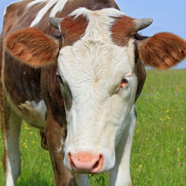 Head of the calf against a pasture clipart