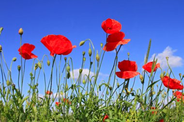 Flowers of a poppy against the sky