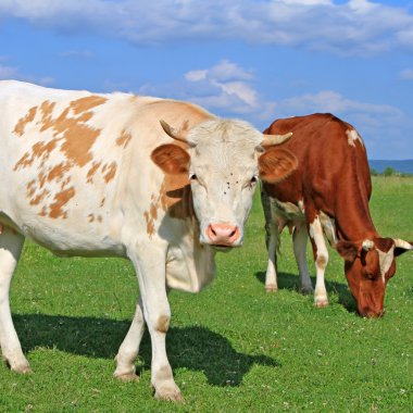 bir yaz mera derisindeki.