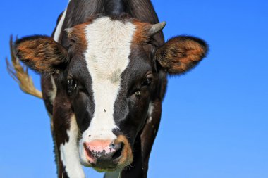 bir yaz mera derisindeki.