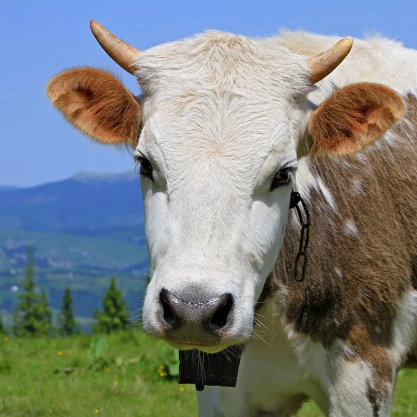 Head of the calf against a pasture — Stock Photo, Image