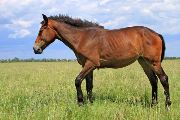 여름 목초지에 있는 말 — 스톡 사진