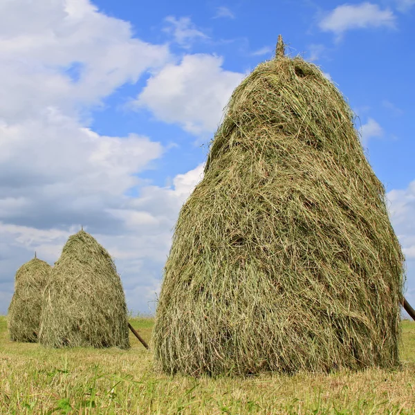 Hay in stapels — Stockfoto