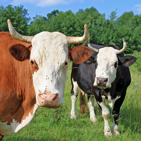 Capul unei vaci pe o pășune — Fotografie, imagine de stoc
