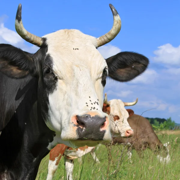 Hoofd van een koe tegen een weiland — Stockfoto