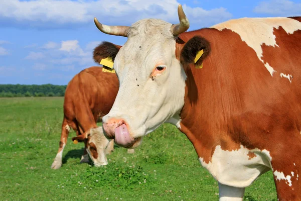 stock image Head of a cow against a pasture