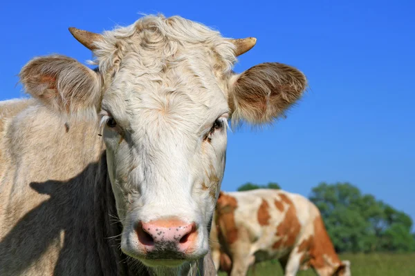 stock image Head of the calf against a pasture