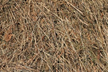 Hay in a background photo clipart