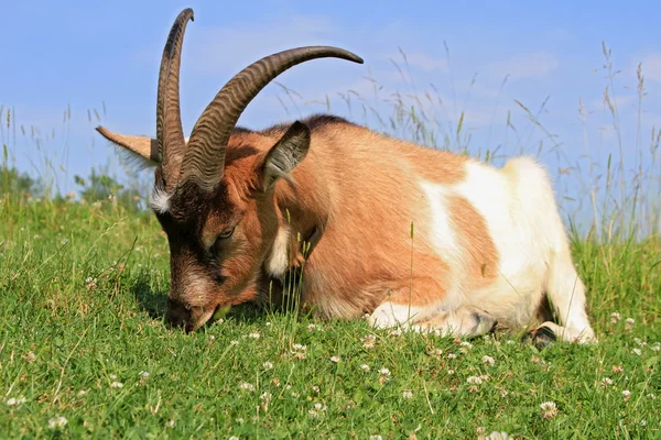 Goat on a summer pasture — Stock Photo, Image