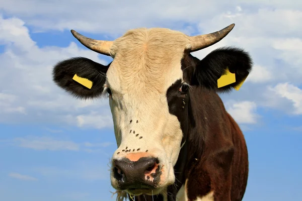 Cabeza de vaca contra el cielo —  Fotos de Stock