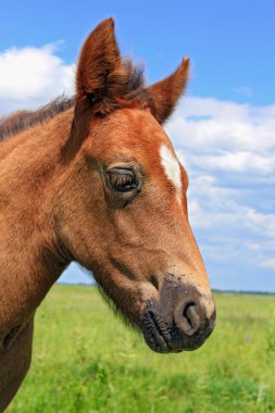 bir yavru bir mera karşı başkanı
