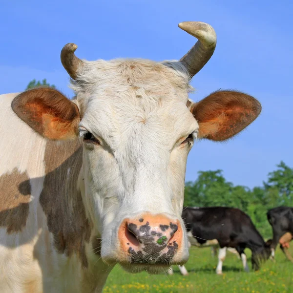 stock image Head of a cow against a pasture