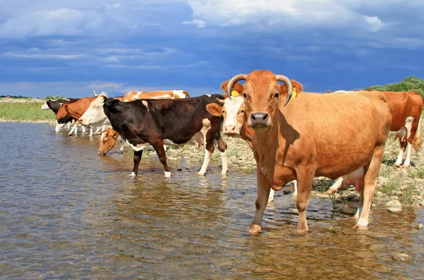 Vacas en un lugar de riego — Foto de Stock